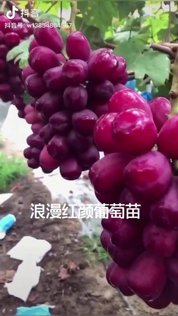 浪漫紅顏葡萄比陽光玫瑰葡萄還好的品種葡萄苗