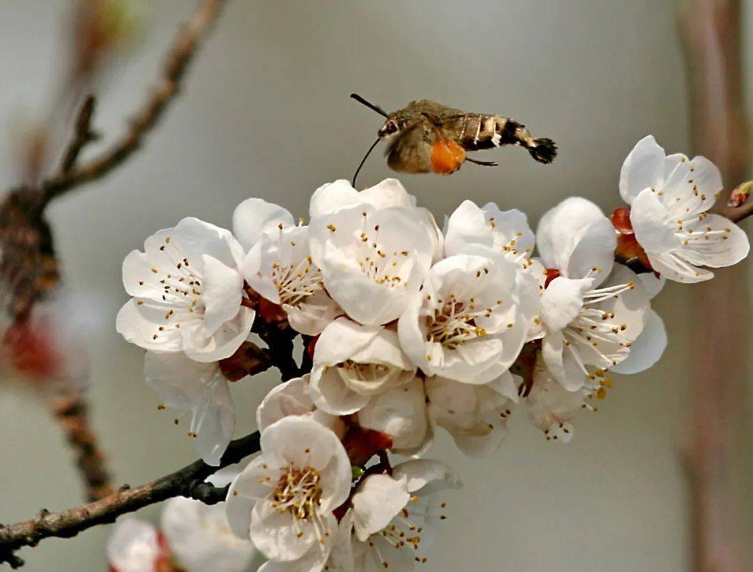 刘凤珍《相映成趣》——王新《一束桃花出墙来》——王润峰《依附
