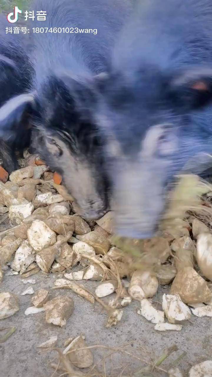 跑山猪藏香猪原生态乡村生活吃红薯