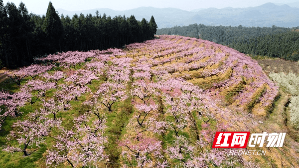 桃树|湖南新田：灼灼桃花惹人醉 春色撩人迎客来