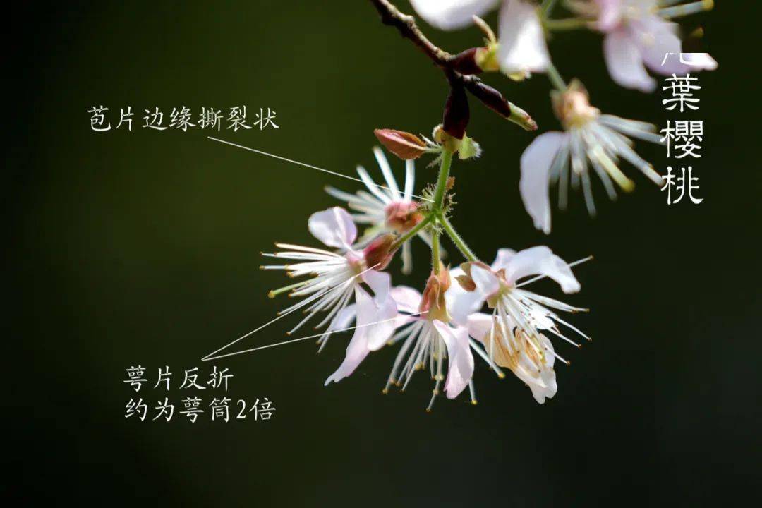 樱花季又到收好这份赏樱指南15种城市山野樱花尽在掌握