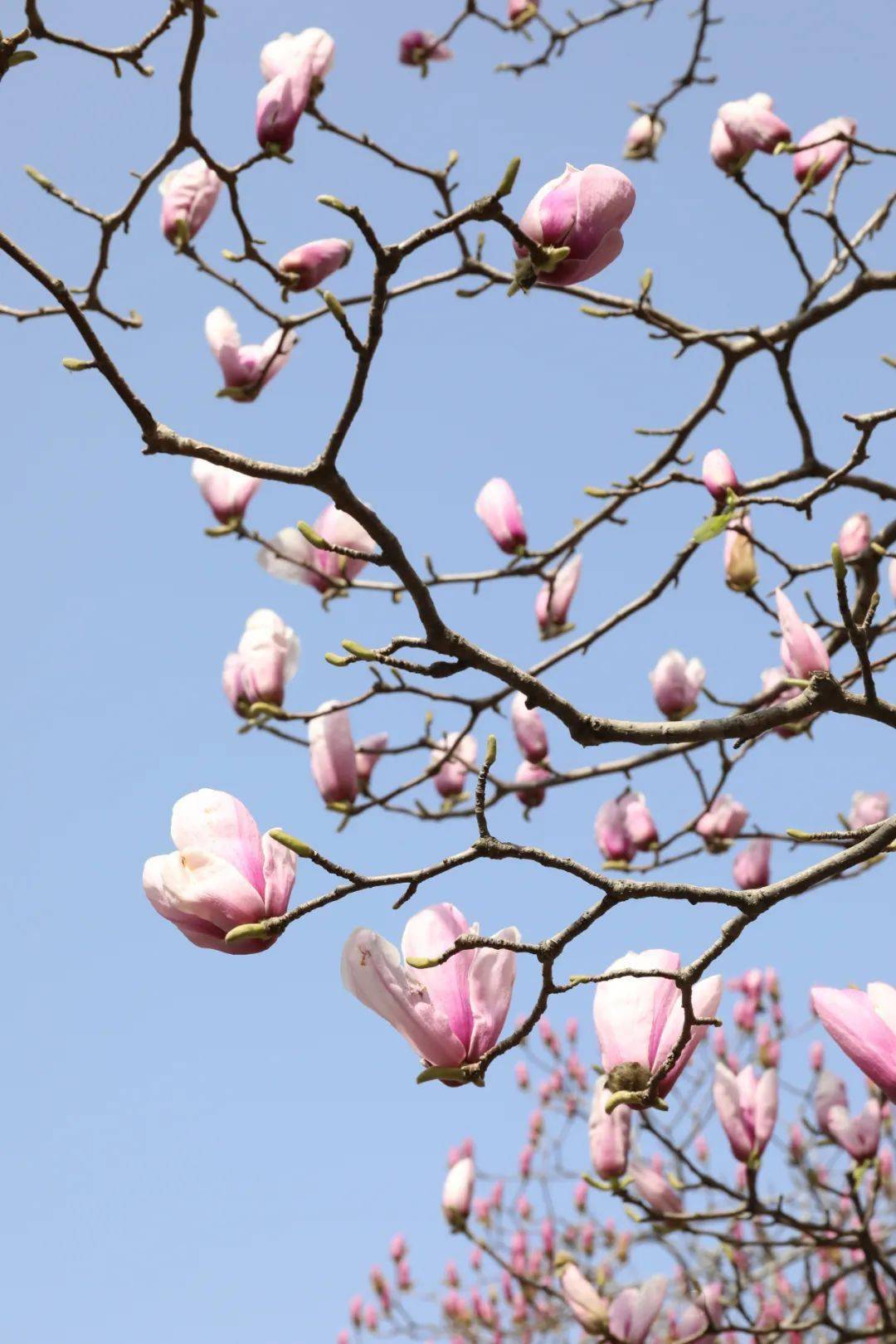 崇明的玉兰花太美