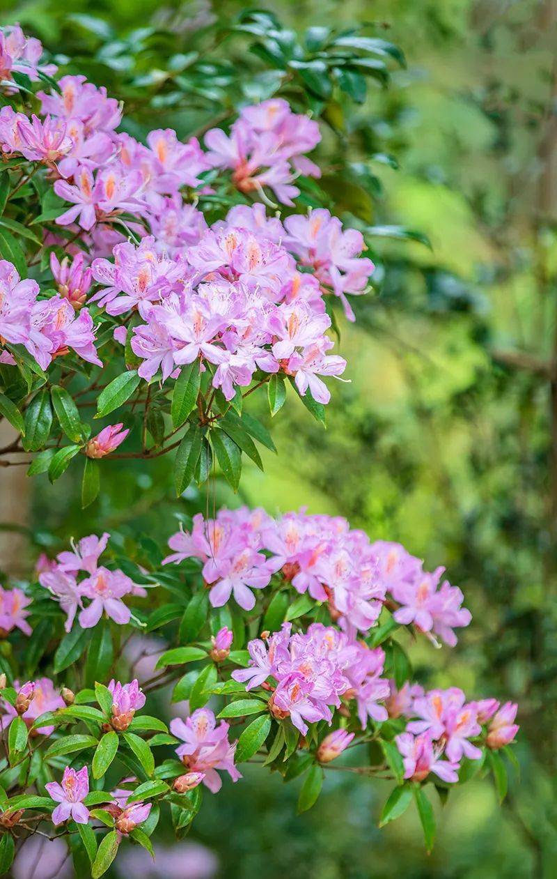 又美爆了新兴这里的云锦杜鹃盛开了快来睇花