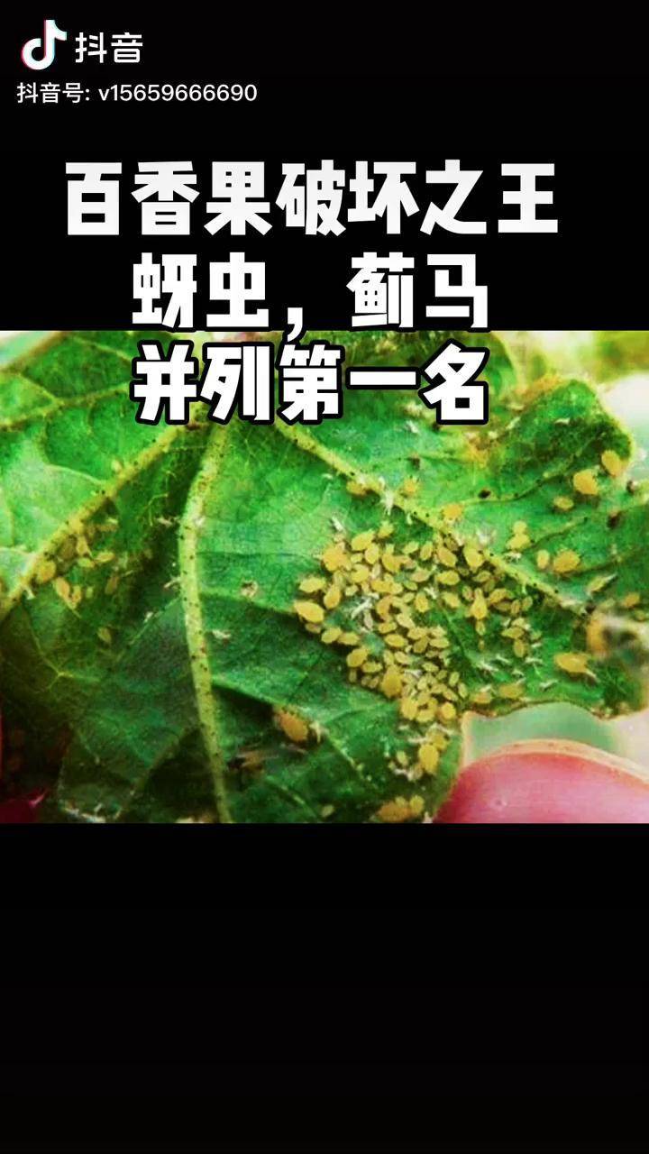 百香果破坏之王蓟马蚜虫并列第一配方文字版本在评论区请查收百香果