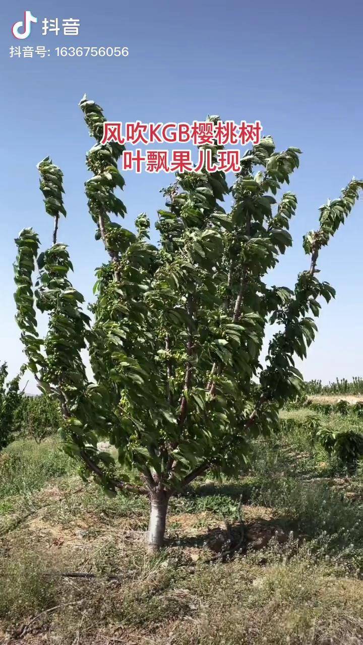 风吹kgb樱桃树叶飘果儿现又是一个丰收年kgb大樱桃树吉塞拉矮化樱桃苗