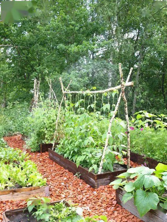 90后的院子阳台流行这样种菜再也不羡慕李子柒啦