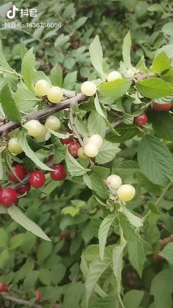 白玉樱桃红玉樱桃