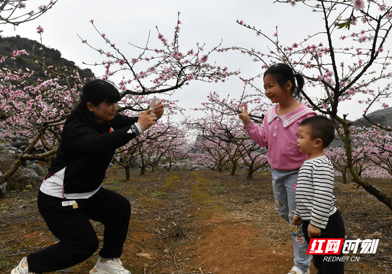 桃花|湖南江永： 桃花盛开美如画（组图）