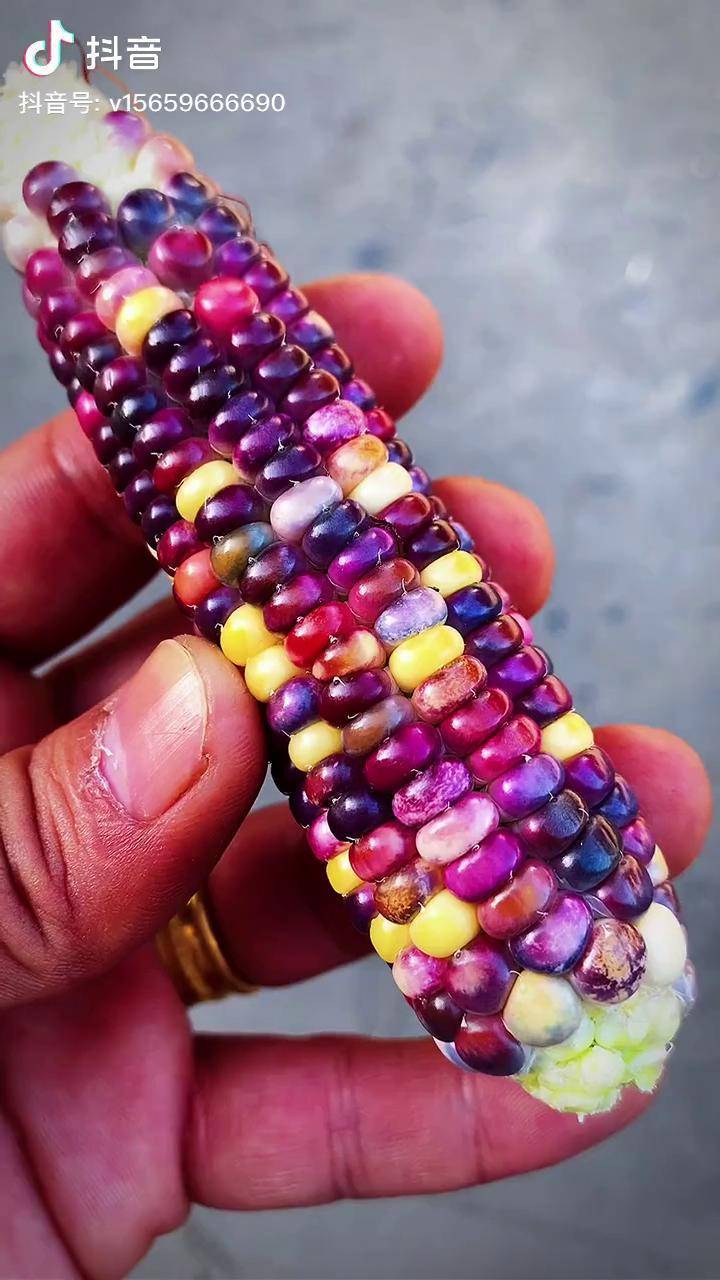 七彩琉璃玉米它们熟成后颜色缤纷玉米粒就如琉璃珠一样晶莹剔透被称为