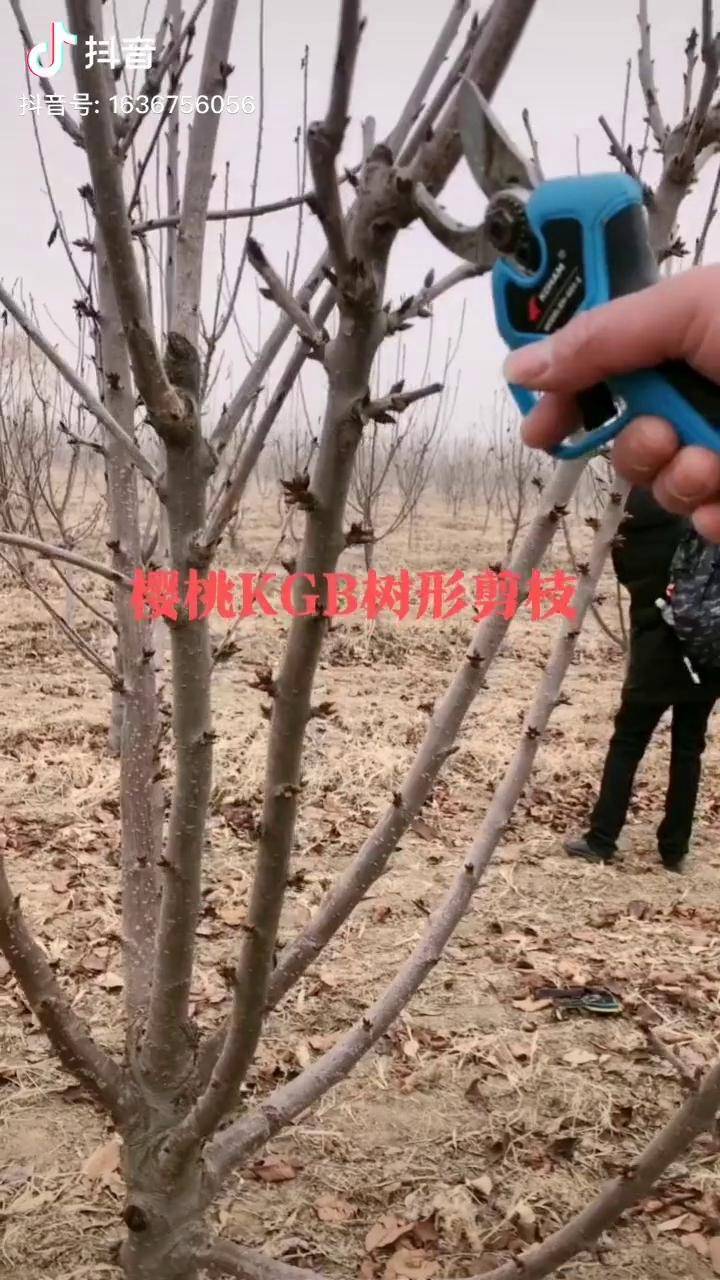 樱桃kgb树形