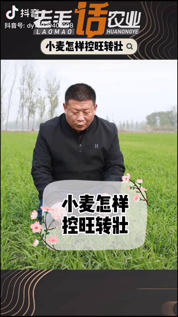 抖音王小麦图片