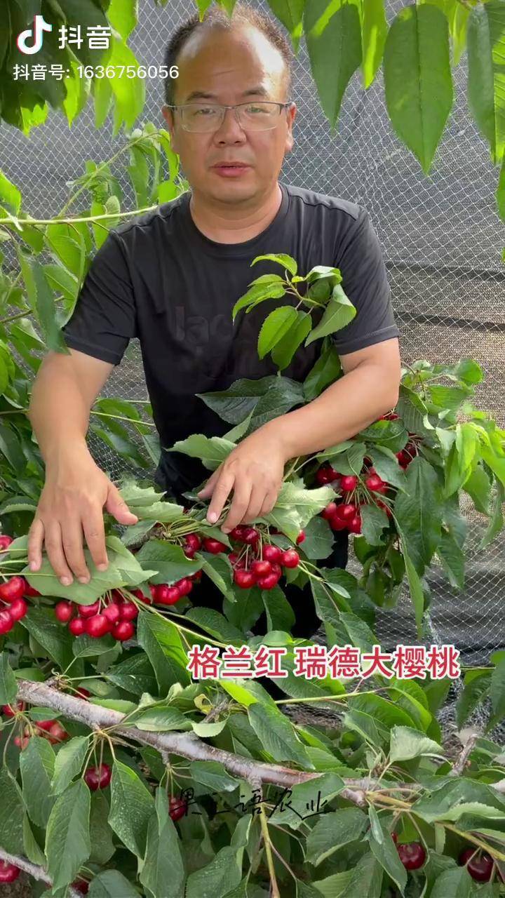 red的音译,需冷量400小时是适合南方种植一个大樱桃品种瑞德樱桃苗