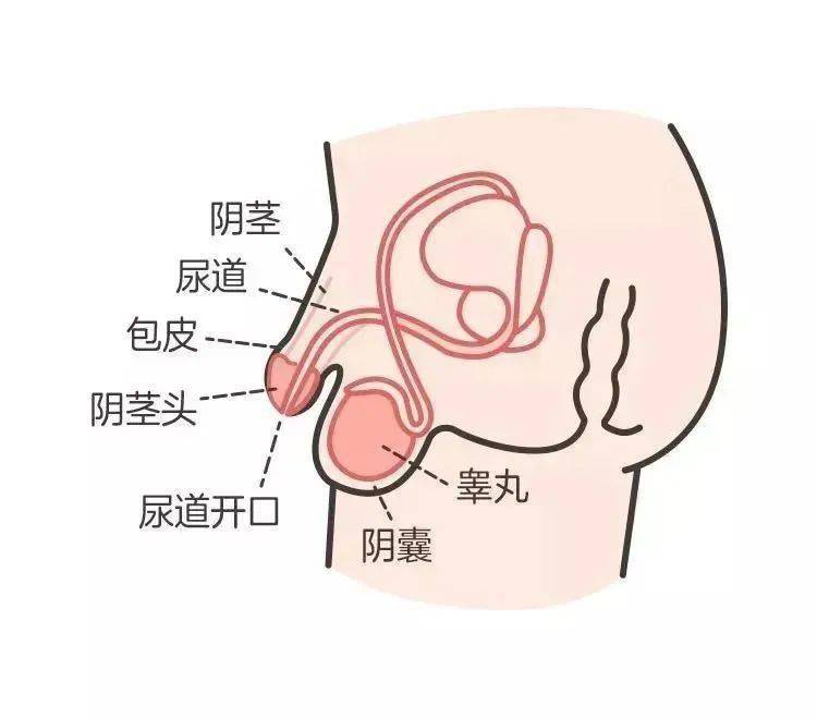 正常阴囊收缩图片图片