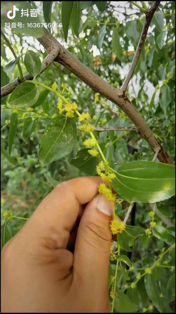 枣树环剥俗称开甲根据枣树杆的粗度剥离树皮一般宽度不超过1公分开甲