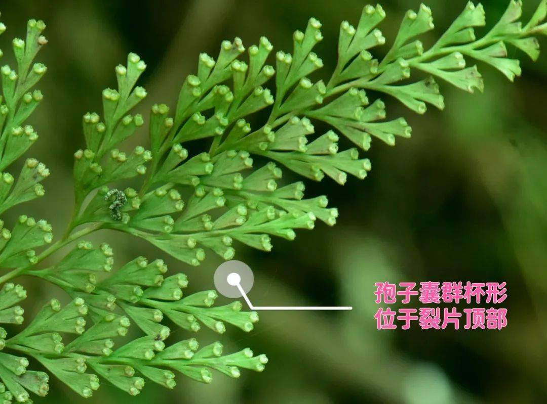 畲药文化小讲堂冷烟细雨困湿寒乌蕨解毒来护肝