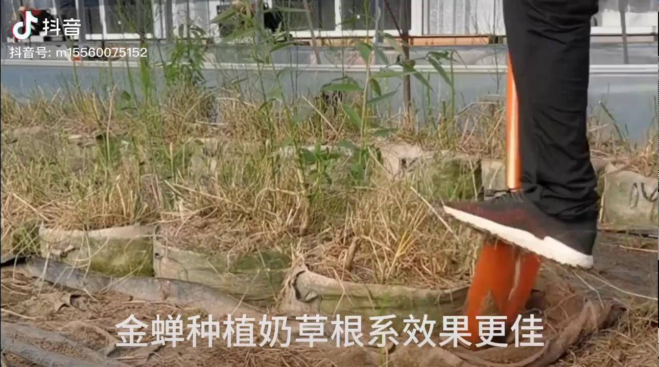 奶草种植金蝉效果更佳