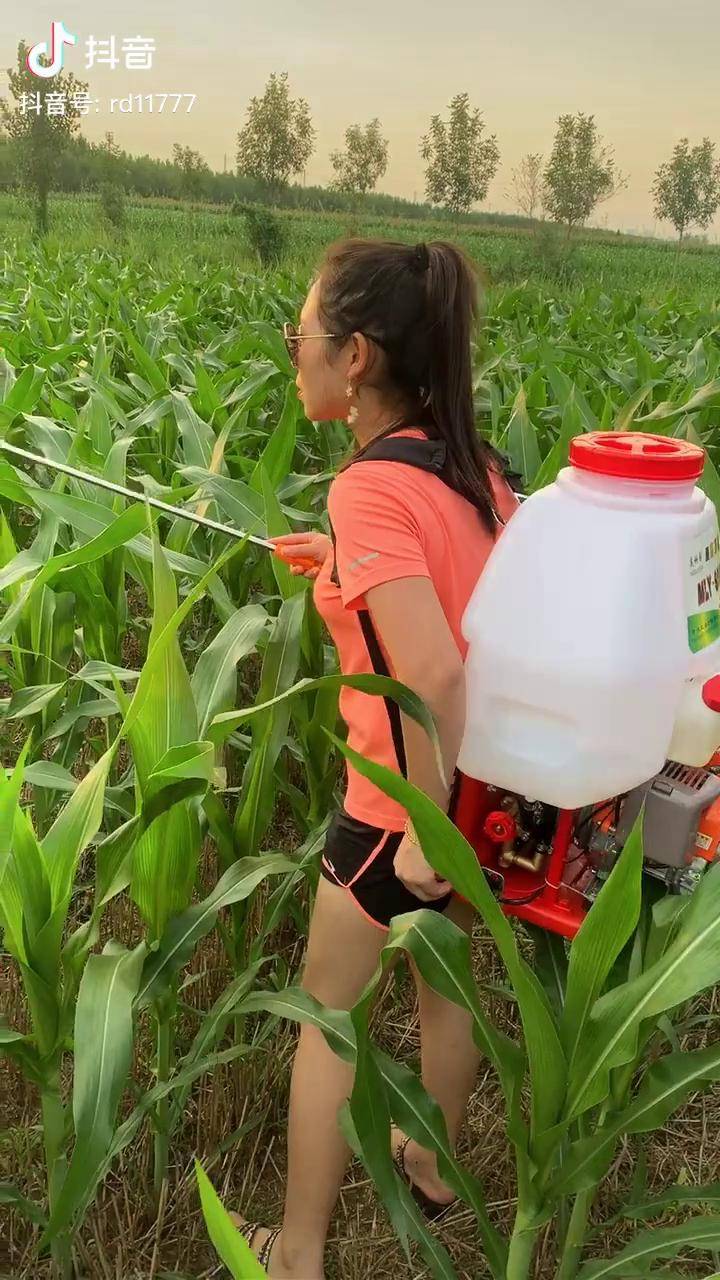 库存玉米打叶面肥增产增收