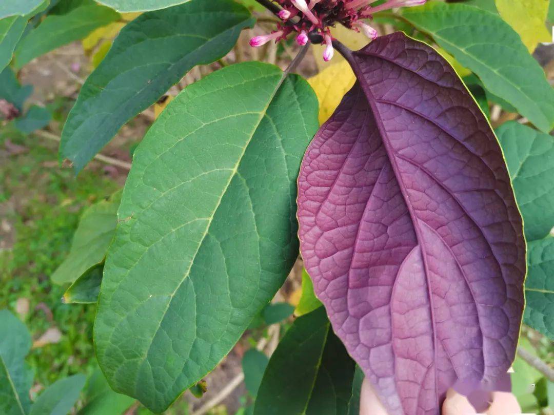 除了耀眼的花朵,烟火树的树形和叶片也很有观赏价值,墨绿色的新枝四