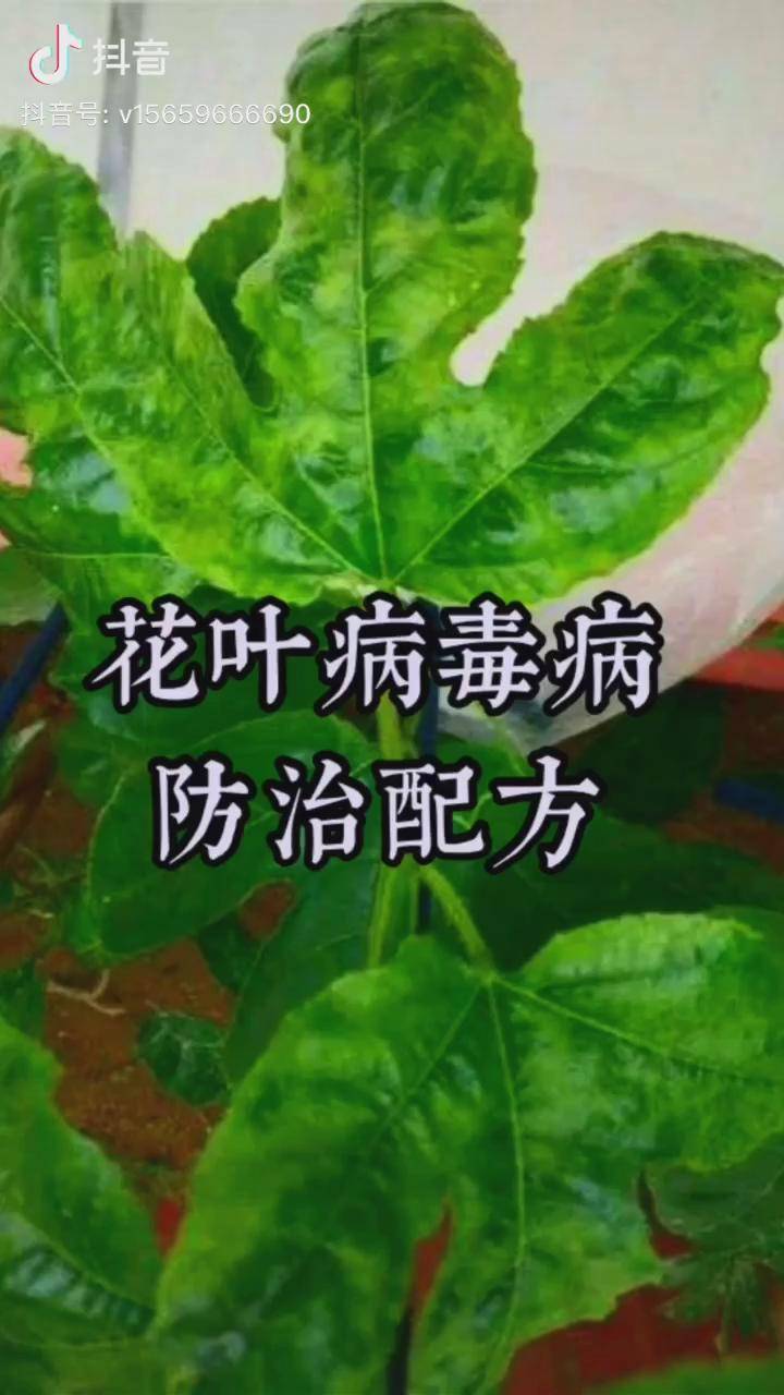 百香果花葉病毒病防治配方百香果種植技術