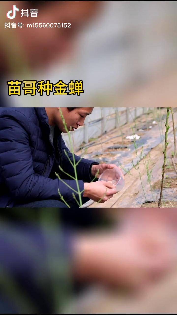 金蝉幼苗人工种植味道鲜美