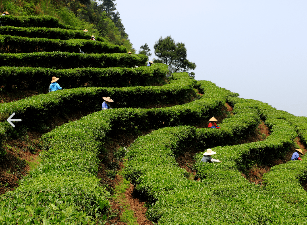 "一叶知春 覃塘毛尖"——欧阳璐喊你一起采茶了_覃塘区_茶叶协会_广西