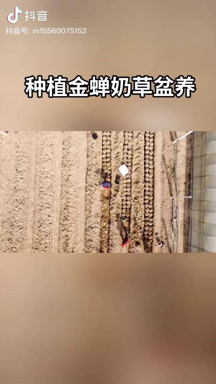金蝉种植奶草盆养种植