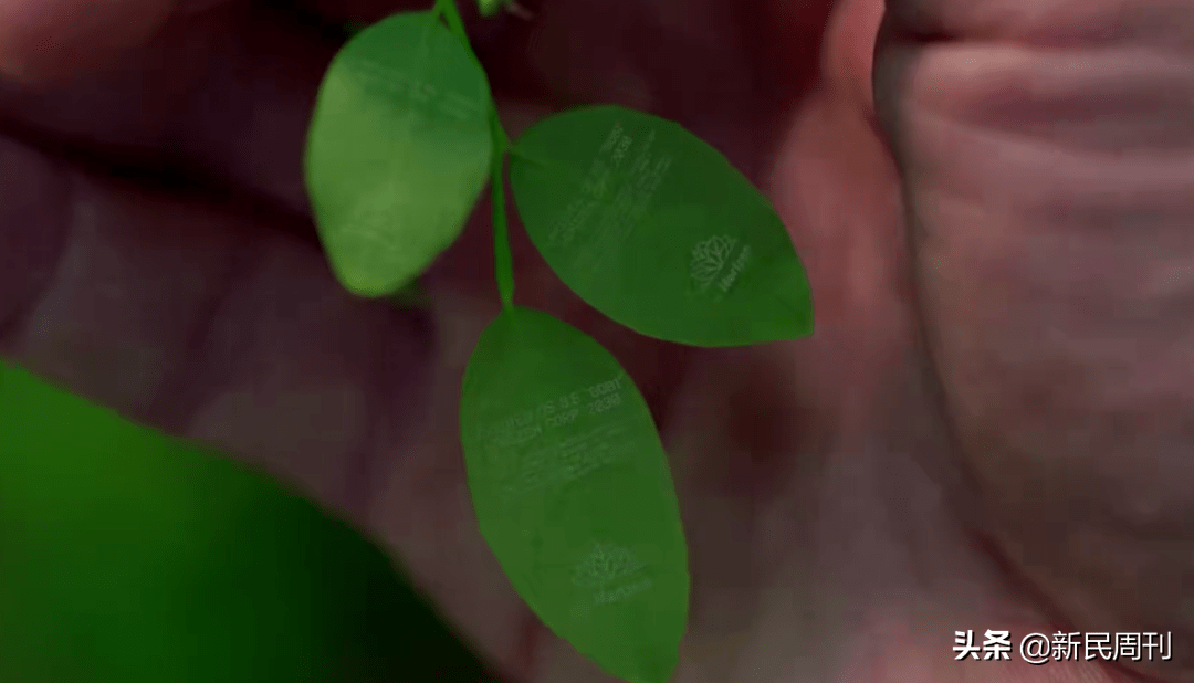 新生|死后的第一天,他在Uploading的世界复活