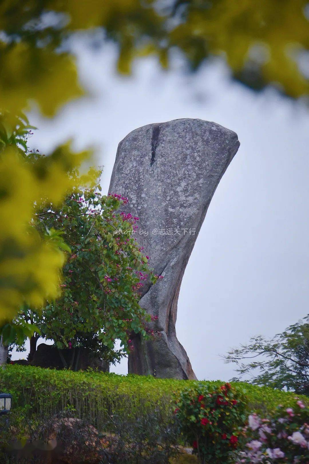 玉笏朝天珍珠金合歡花海