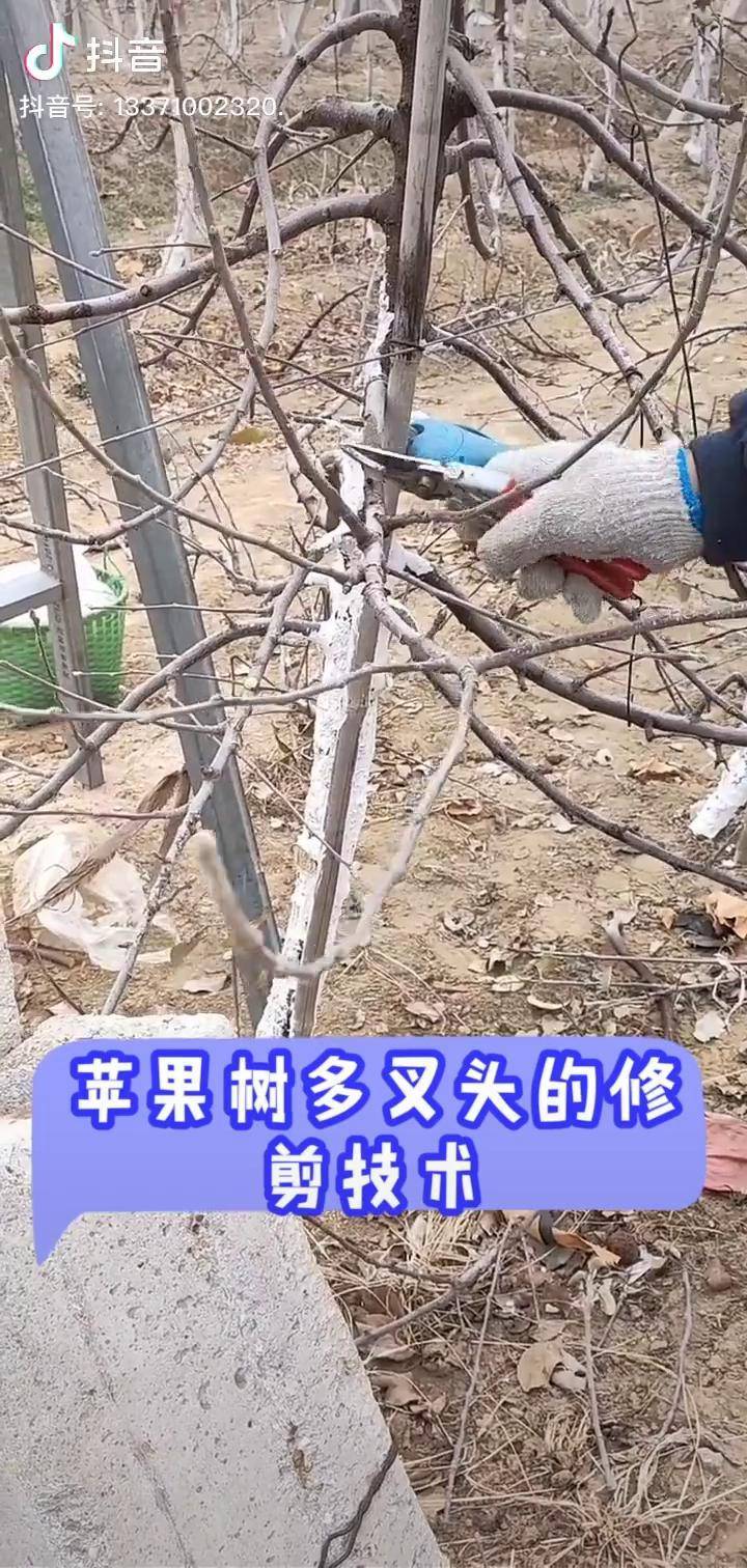 苹果树多叉头的修剪技术果树修剪果树管理泰安泽雨苗圃
