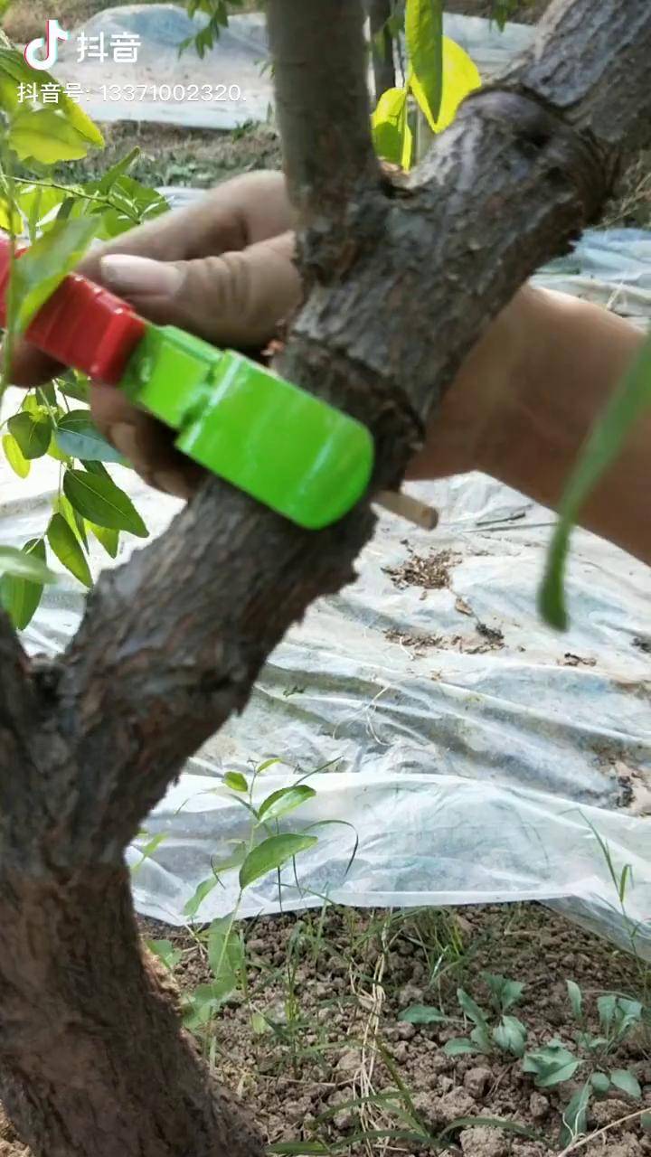 枣树的环剥技术泽雨苗圃果树新品种苗木