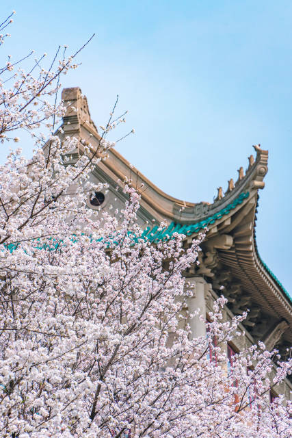 春日武大樱花