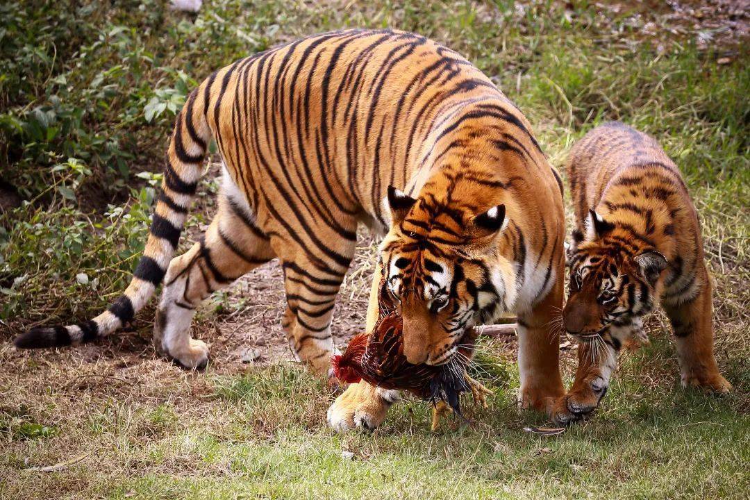 【福见古田 福虎生威】寻虎记(十):国宝华南虎散养繁育,野化进程开启