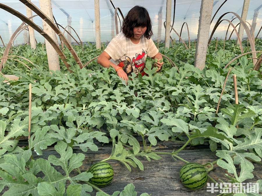 墨城春耕正当时丨34大棚里西瓜管理授粉忙青岛头茬大吕西瓜4月份可