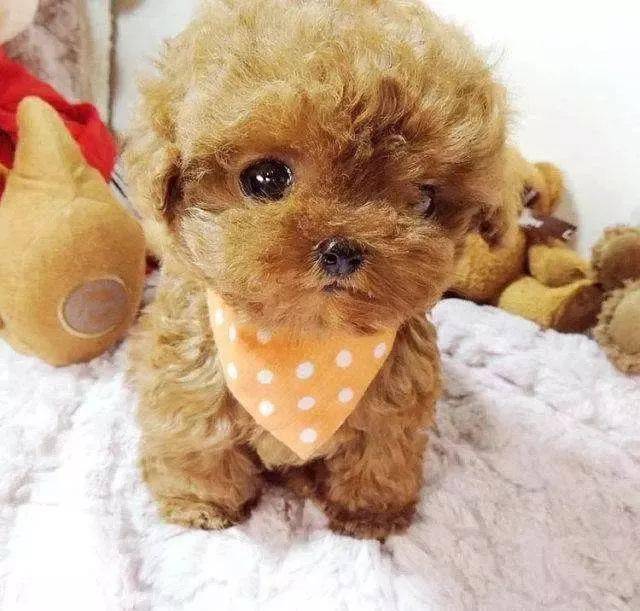 主人把气球绑泰迪身上狗子太轻被带到空中一脸兴奋我会飞了