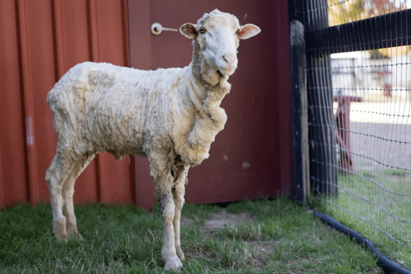 澳洲又现逃跑绵羊疑出逃6年身背40公斤羊毛在山区被找到