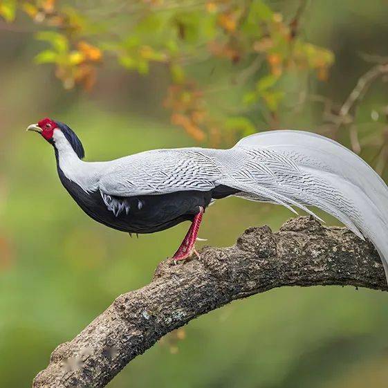 鳥鳴八閩福建省國家重點保護鳥類二