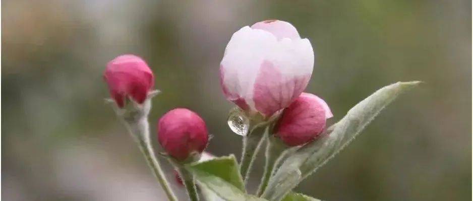 开花前后该不该浇水，怎么浇?_苹果树_桃树_平台