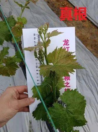 龙灯真根03更懂作物营养