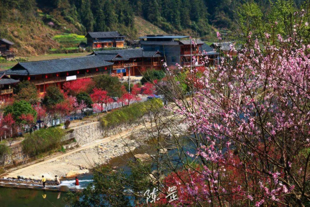 邵阳这里的桃花开了犹如仙境