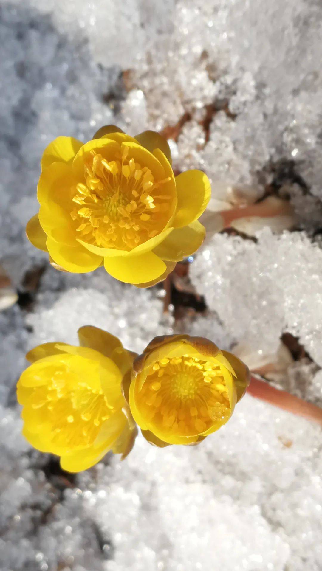 花朵|穿冰破雪！初春的牡丹江，冰凌花迎春绽放～