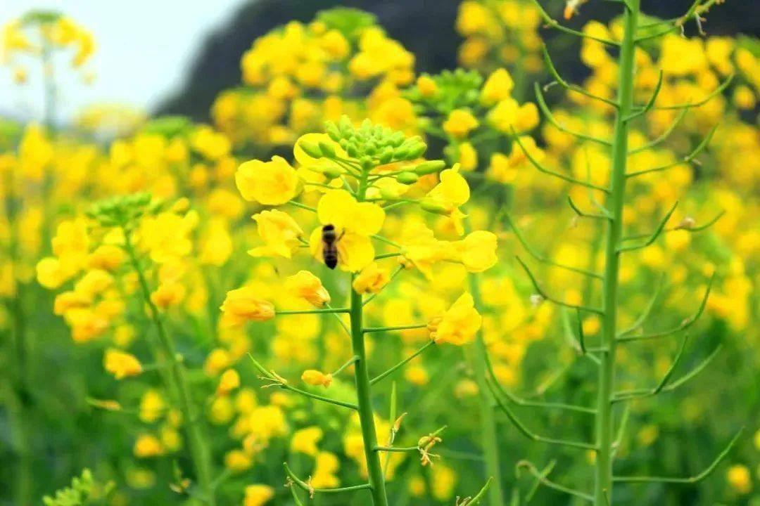 疫情|畅游花海赏美景，快来一饱眼福～