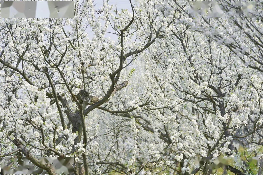 三月梨花雪图片