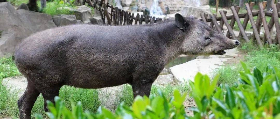 奇蹄目动物的“活化石”——貘_鼻子_中美_南美地区