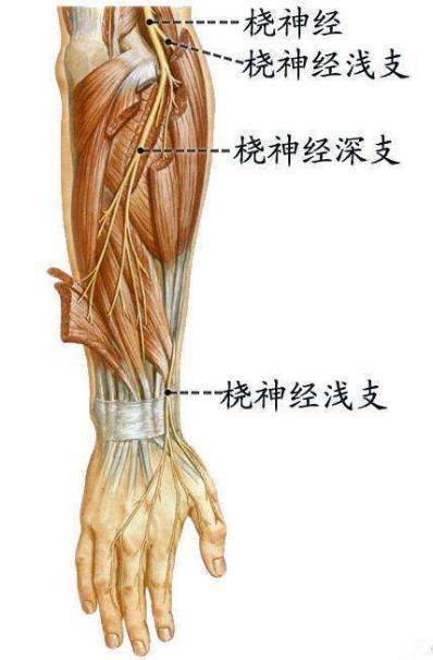 陈立早|湖南一女子枕手臂午睡1个小时，结果右手“瘫”了