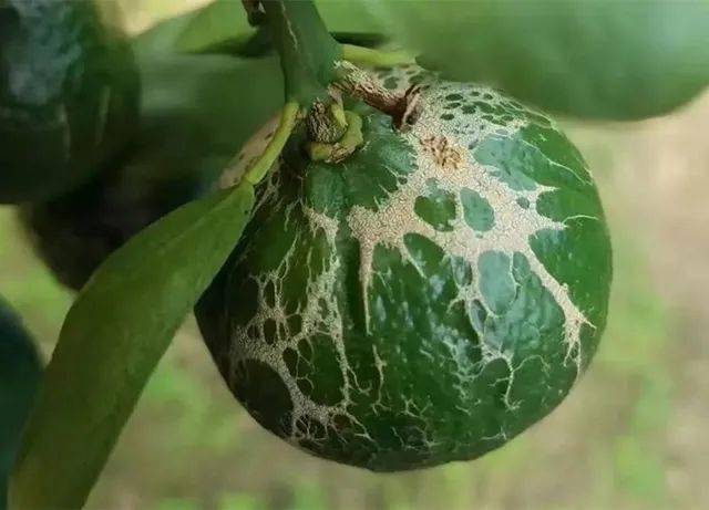 花期护柑:花期阴雨天,"花腐"要当心_防控_柑橘_花皮果