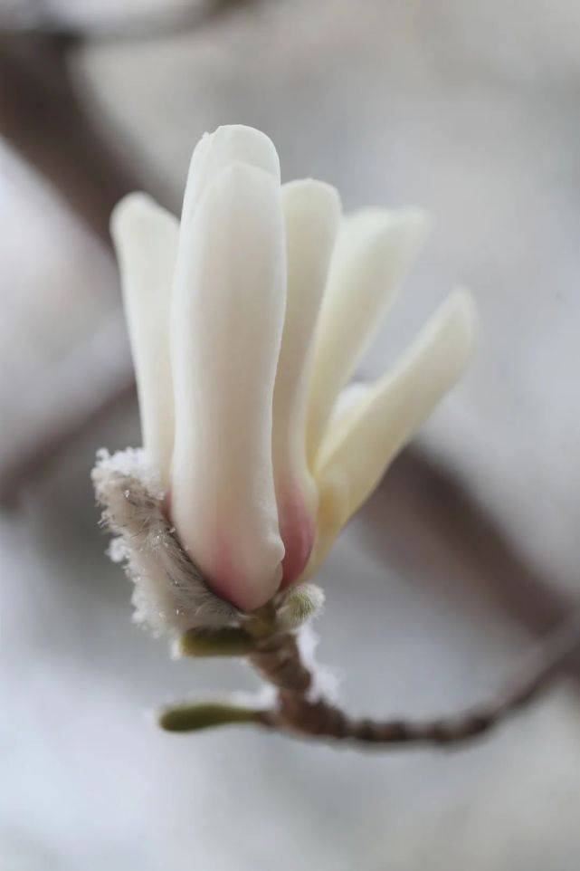 建设|西长安街 雪中玉兰如“白玉花雕”