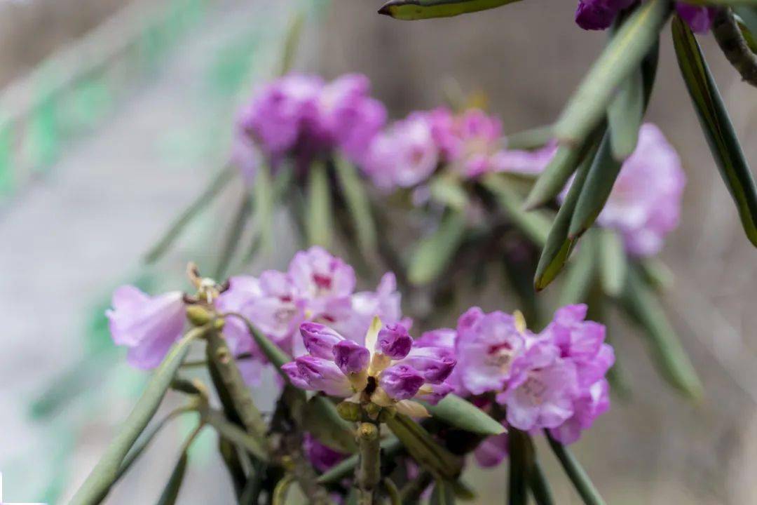 芳菲尽|隔屏有花香！快收藏这些美景，一起“云赏春”~