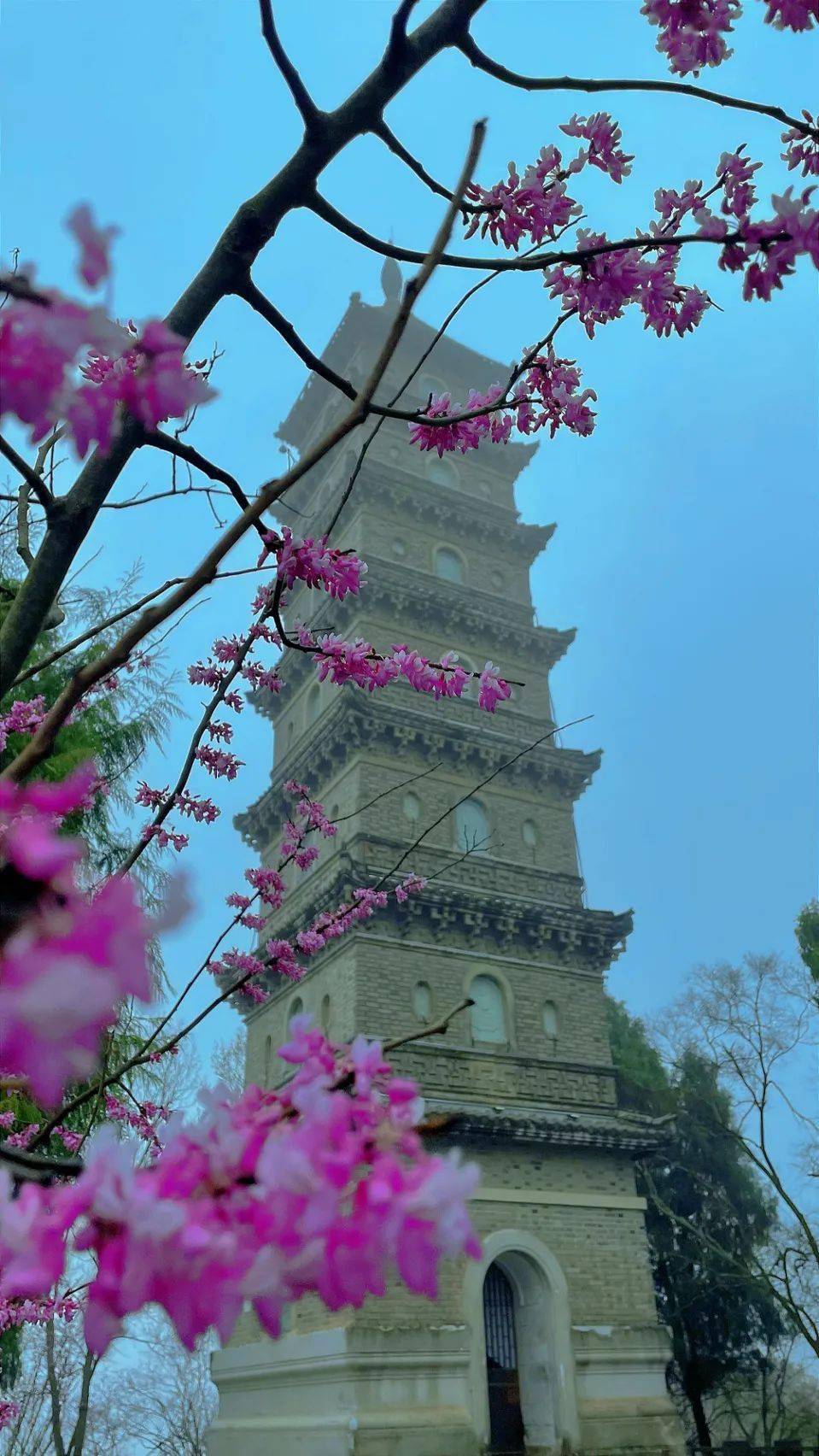 最新实拍被紫荆花包围的赤城山此刻美翻了