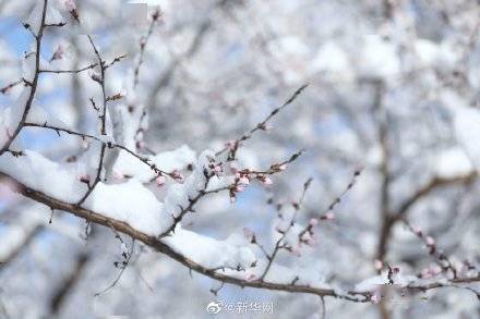 京城|好美！花朝幸见春雪瑞白共飞春华