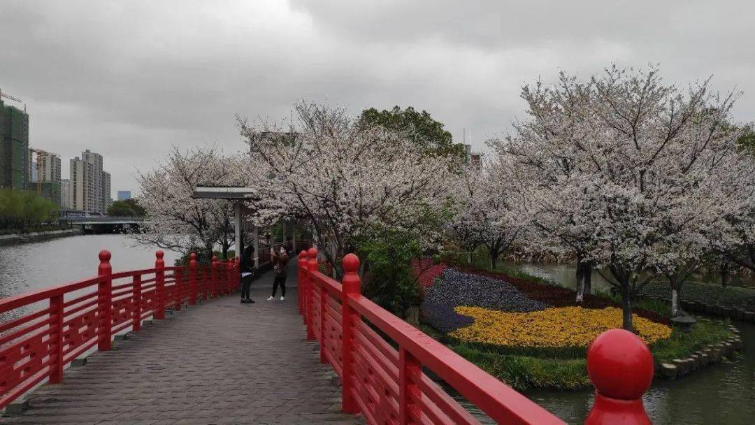 雅各布思|被一夜风雨锤炼后的樱花公园，周末人流量爆满！